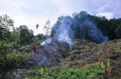 13487_web Efforts to manage tropical forests more sustainability must take into account the complex relationships between the welfare of local people and global concerns such as climate change.