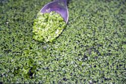 The tiny duckweed plant not only cleans up waste from industrial farms, but produces five to six times more starch per acre than corn. Starch is what is used to produce ethanol.