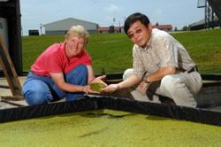 Drs. Anne Stomp and Jay Cheng pose at a test facility where they have been growing duckweed using animal wastewater.