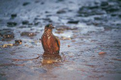 Oil soaked bird from an oil tanker spill Between 1973 and 1990, an average of 11.8 million gallons of oil spilled each year in American waters. Since then, the average has dropped to just 1.5 million gallons, though oil spills in U.S. waters have risen again over the past decade, with 134 incidents in 2008 alone.
