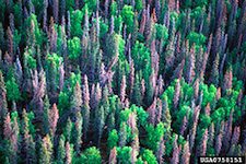 Beetle Damage. Western bark beetles are not invasive (native) in western U.S. forests. However, severe drought and unhealthy forest conditions over the last decade, along with unseasonably warm winters have led to extensive pine tree mortality throughout the west, especially in Colorado, Wyoming, and Montana