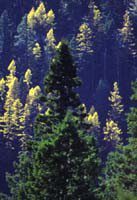 Forests across North America are under increasing threats from climate change
