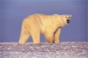As climate change advances in the Arctic, polar bear populations continue to suffer
