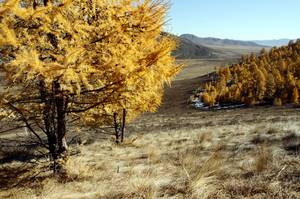 Larch forest Mongolia - FAO