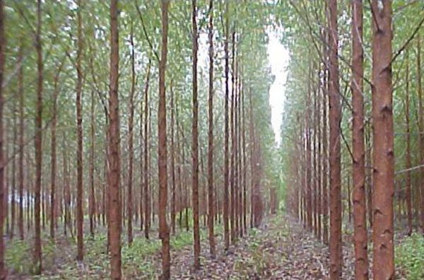 Eucalyptus trees planted in rows. Forest or farm?