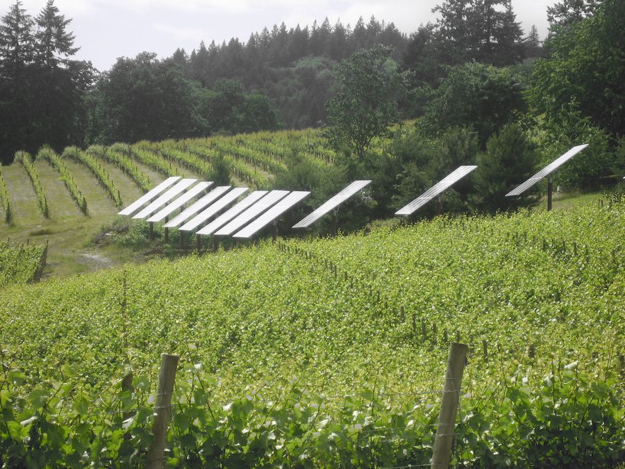 An Oregon vineyard producing renewable energy. One example of sustainable agriculture 