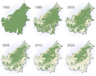 Borneo forest cover decline: 1950-2020