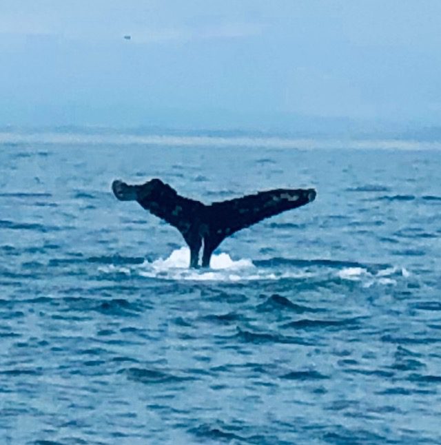 A whale breaching in the Monterey Bay